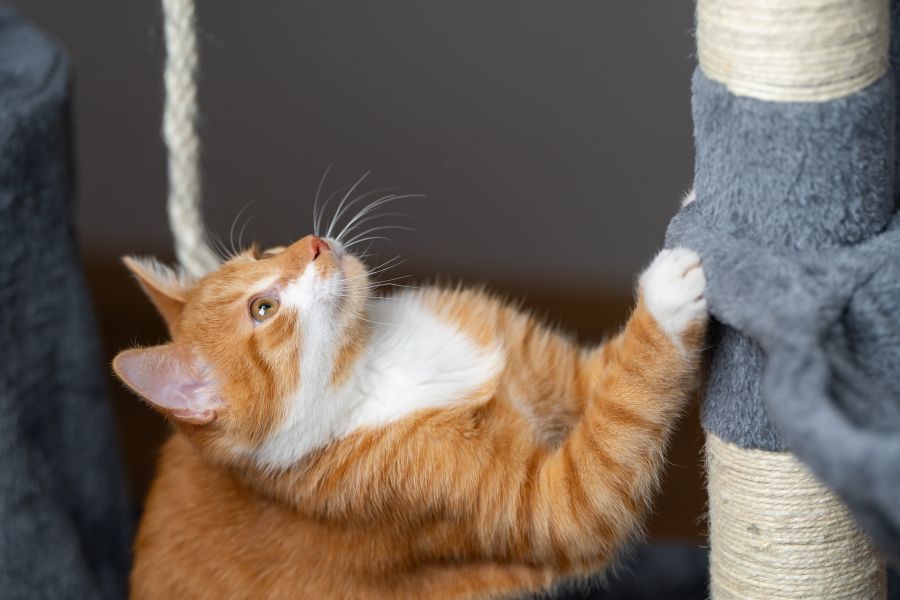 Protect Your Furniture from Cat Scratching