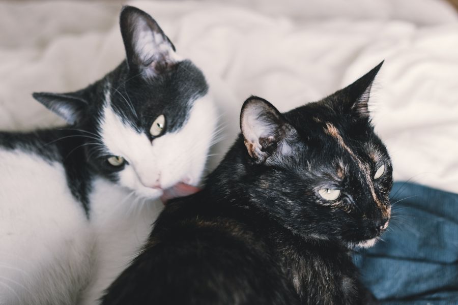 Low-Allergen Cats