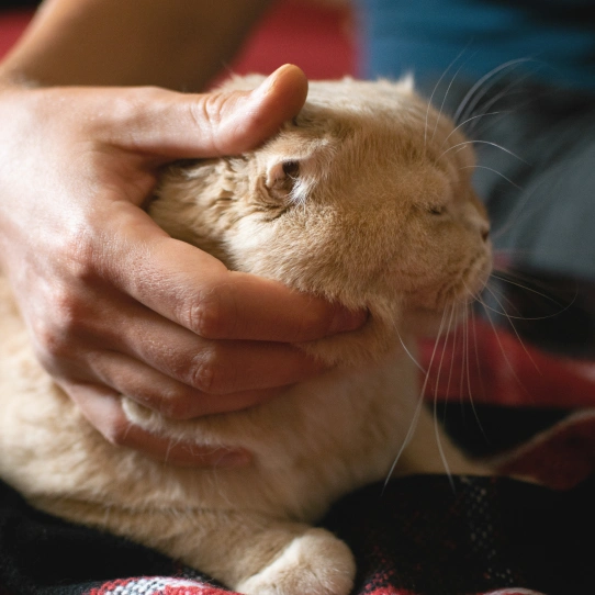 Close-up of a person gently cradling a cream-colored cat's face with one hand.